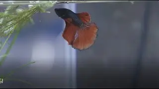 BETTA