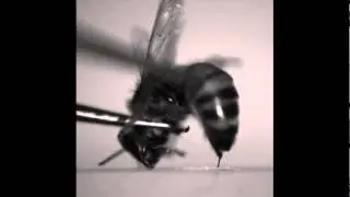 The stinging action of honey bees versus paper wasps