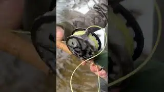 Just a little cold #fishing #flyfishingonly #podcast #steelhead #winter
