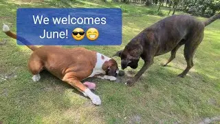 Boxer Rex and Sammie welcomes JUNE! 😎😁 Dog vlog.