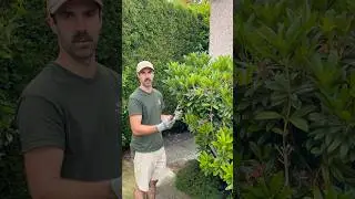 How to prune & deadhead a Rhododendron #shorts #howto #rhododendron #gardeningtips