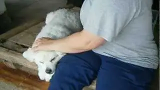 Hund beim Privatfriseur