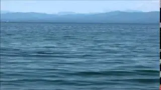 Orca Pod June 29, 2015 Judges Row