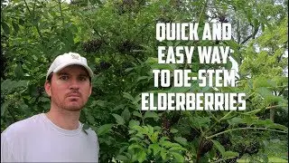 How to Remove Elderberries from Stems
