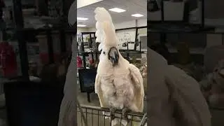 Cockatoo Shopatoo - Benji has a lot to say about the checkout process, and getting his stick back