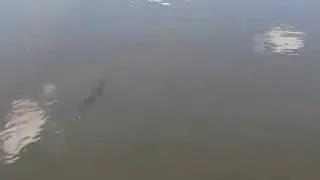 Выращивание веслоноса в пруду ( Polyodon spathula ). Лето 2014 год. Карагандинский рыбопитомник