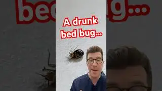 A bed bug who is drunk on a humans blood&hellip;.#shorts