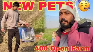 New Pets Added Into Our Open Farm Alhamdulillah | 400 Chicken 🐓 Business Addition | Mr Asad