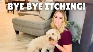 Scratch-Free Bliss: How Probiotic Chews Saved My Dog from Itching Misery! | PawMedica