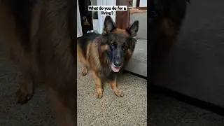 The Universal Job of Every fur companion 🤗❤️#germanshepherd#dog#cute