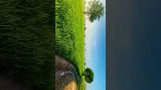 #punjabilatest  #2025shorts  #newsong  #viralforyou #foryou #instadaily #viralreels #punjabisong