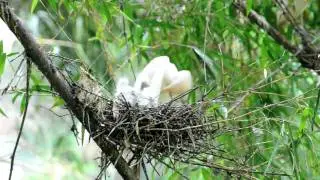Cattle Egret - nesting