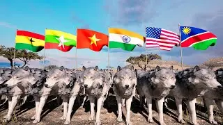 Number of Wolf by Country 2025