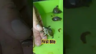 Baby Eastern Box Turtle&rsquo;s FIRST Bite&hellip; My Finger! 🐢😂