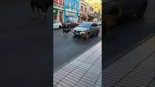 Просто Чили #собака #чили #perros #chile #antofagasta #приколы
