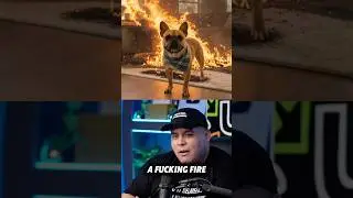 Ловим бездомных животных!! 😭🐶