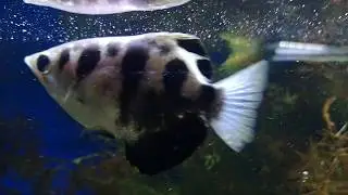 Toxotes blythii clouded freshwater archerfish