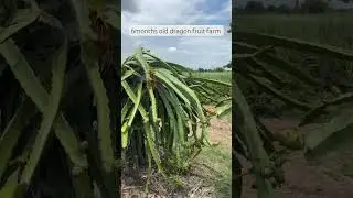 #youtubeshorts #dragonfruit #farming #sheti #acre #maharashtra #nature #viral #shorts #2025 #cactus