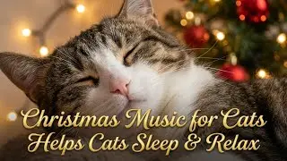 🎄🐱 Christmas Cat Sleep Music LIVE &mdash; Calming Sounds for Anxious Cats, Stress Relief & Deep Sleep