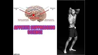 POMC - Appetite Suppression Science