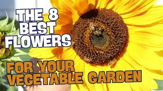 The Best Flowers to Improve Your Vegetable Garden