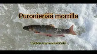 Puronieriää morrilla. Tapahtumat on kuvattu jään alla.