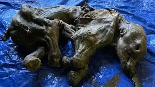 Man finds preserved 35,000-year-old woolly mammoth with hair and skin still intact!!!