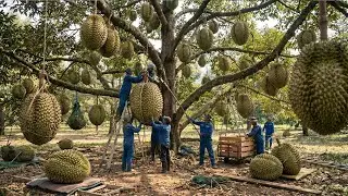 How They Grow And Harvest Durian – From Seedling To Finished Durian Fruit
