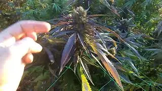 Early Cannabis Harvest...Caught Thief in Backyard. (Just a few Colas)
