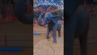 baby elephant sort video #hati #shortvideo #babysorts #funny #trending #animals #nature