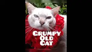 Grumpy Old Cat in the Garden🐈&hearts;️😹 #short