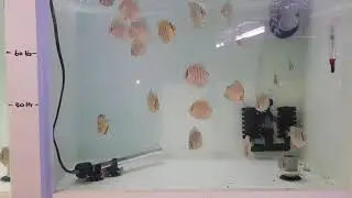 Water change and potassium permanganate bathing the discus fry