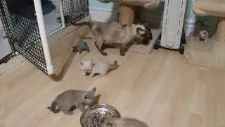 Zanadu Tonkinese kittens 6 weeks old