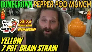 My first #Homegrown 7 Pot Yellow Brain Strain pepper of the year!