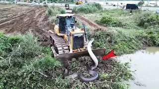 OMG! Bulldozer Clearing Brush 😱 Unexpected Snake Encounter During Land Clearing