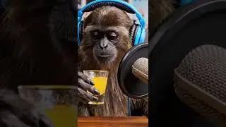 Monkey tries lemon shot 😁 #shorts #asmr #lemon #satisfying