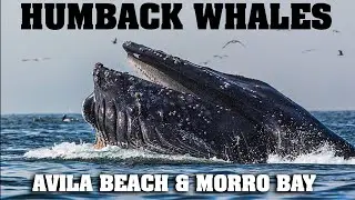 Humpback Whales in Avila Beach and Morro Bay