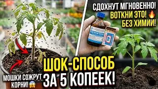 УБЕЙ ВСЕХ МОШЕК ЗА НОЧЬ! Простое домашнее средство, которое скрывали!