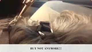 Safe Pet Transport Seat Belt