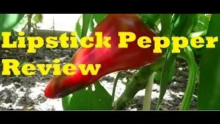 Lipstick Pepper Review