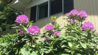 Summer Bloom NewYork zone 6 B