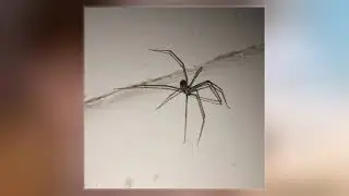Pholcidae