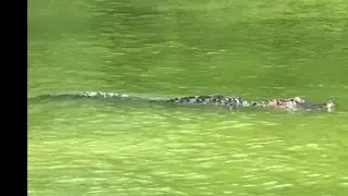 Fishing guide gets video of alligator in Calaveras Lake