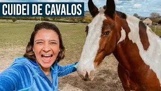 WORLDPACKERS INGLATERRA: Voluntariado pra cuidar de cavalos