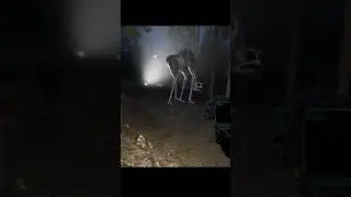 Zoonomaly  Monster Attacks Horror #zoonomalygame #zoonomaly #gaming