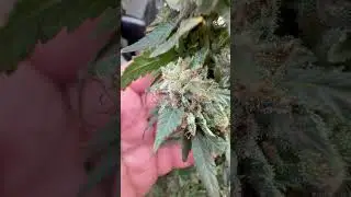 Harvest & start dry on Ghost train Haze🔥OGKush⛽️DoSiDos💨& Wedding 🎂Bruce Banner 3😋