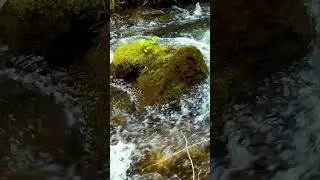 River flowing over mossy rocks - relaxing nature sounds