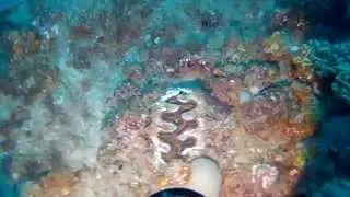 Fluted Giant Clam