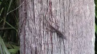 09162021 Bobby Jones Nature Park