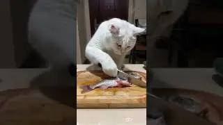 Fishing Chef Cat: The Perfect Party #cat #kitten #pets #cute #lifehacks #lifehacks #catlover
